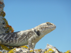 Sceloporus uniformis