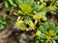 Tasmannia vickeriana
