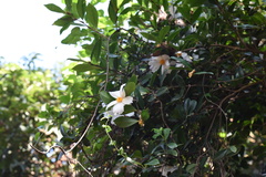 Theaceae