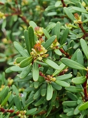 Tasmannia vickeriana
