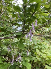 Aconitum alboviolaceum