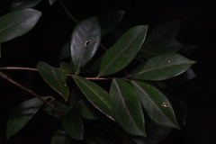 Theaceae