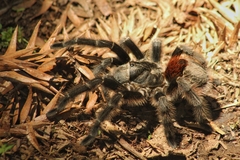 Grammostola