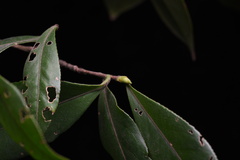 Theaceae