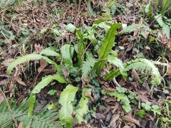 Asplenium scolopendrium scolopendrium