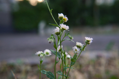 Erigeron annuus