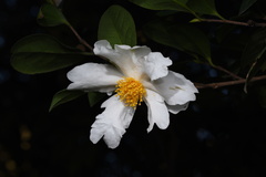 Theaceae