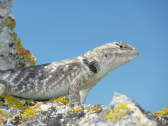 Sceloporus uniformis