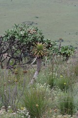 Aloe lineata