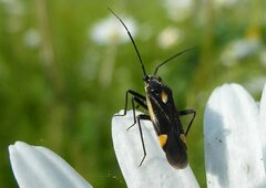Capsodes sulcatus