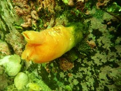 Halocynthia aurantium