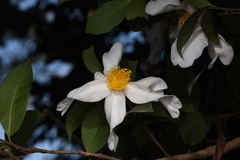 Theaceae