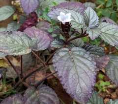 Hemigraphis alternata