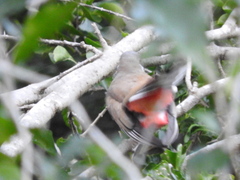 Trogon elegans