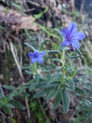 Glandora prostrata prostrata