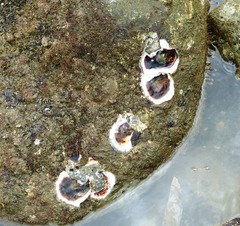 Striostrea prismatica