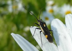 Capsodes sulcatus