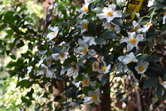Theaceae