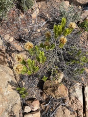 Pteronia fasciculata