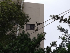 Pycnonotus sinensis formosae