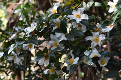 Theaceae