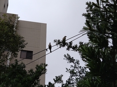 Pycnonotus sinensis formosae