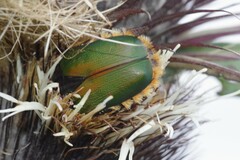 Trichostetha fascicularis