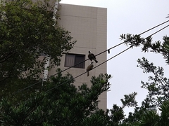 Pycnonotus sinensis formosae