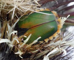 Trichostetha fascicularis