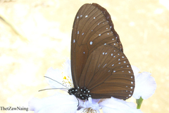 Euploea mulciber mulciber