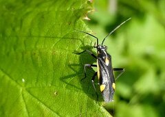 Capsodes sulcatus