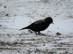 Melanocorypha yeltoniensis