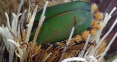 Trichostetha fascicularis