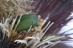 Trichostetha fascicularis