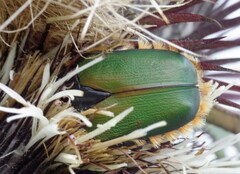 Trichostetha fascicularis