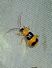 Diabroticina