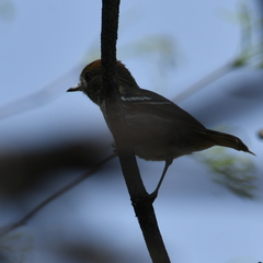 Knipolegus striaticeps