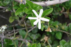 Jasminum angulare