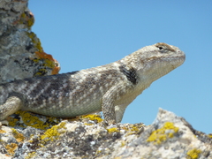 Sceloporus uniformis