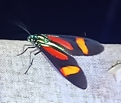 Cyanopepla submacula