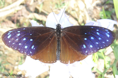 Euploea mulciber mulciber