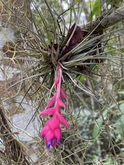 Tillandsia stricta