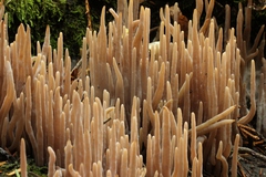 Alloclavaria purpurea