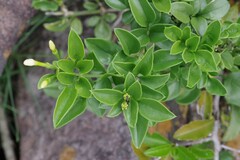 Jasminum angulare