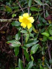 Gelsemium sempervirens