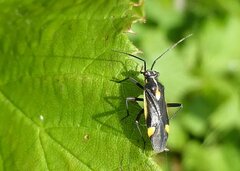 Capsodes sulcatus