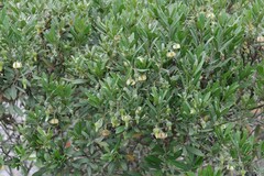 Diospyros dichrophylla