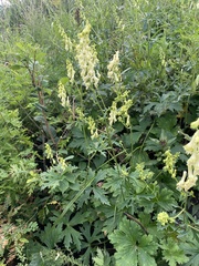 Aconitum kirinense