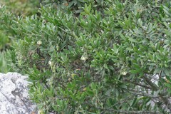 Diospyros dichrophylla