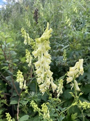 Aconitum kirinense
